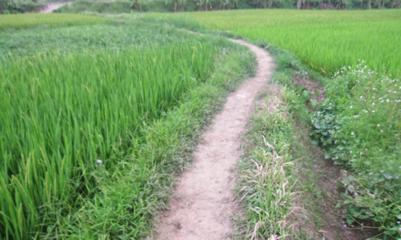 Đường bờ ruộng sau đêm mưa (Bài đọc hiểu tiếng Việt lớp 3 - đề số 40) 